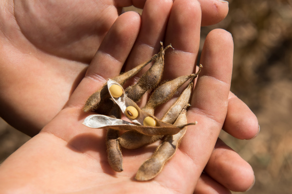 Staatsminister Brunner besucht Soja-Betrieb